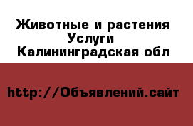 Животные и растения Услуги. Калининградская обл.